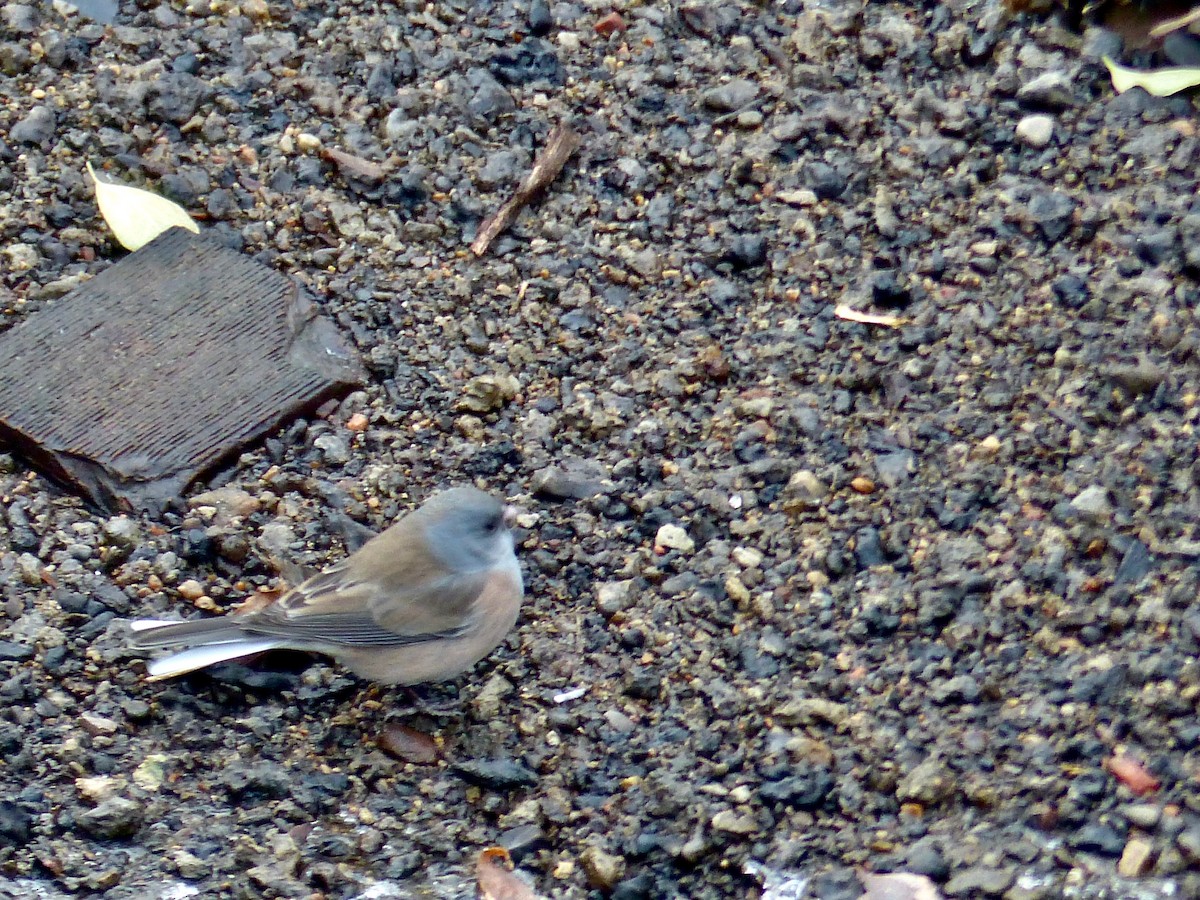 Dark-eyed Junco (Slate-colored) - ML287010141