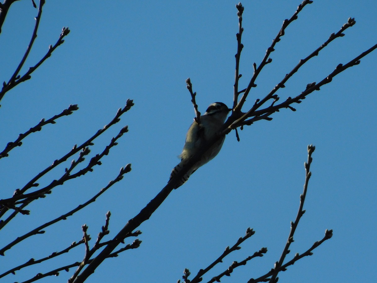 Downy Woodpecker - ML287011651