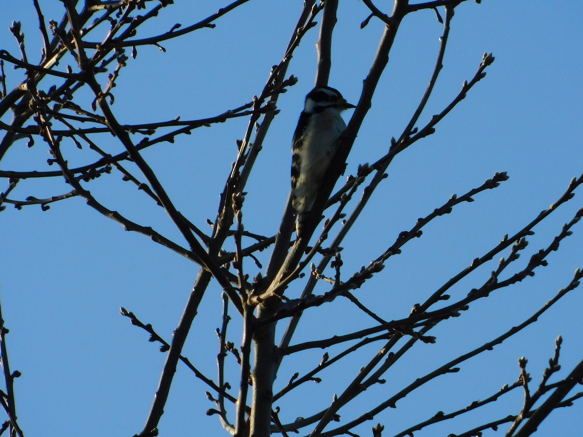 Downy Woodpecker - ML287011681