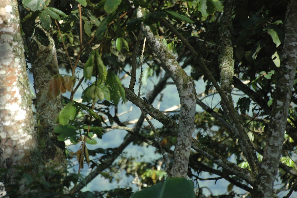 Black-and-white Warbler - ML287012231