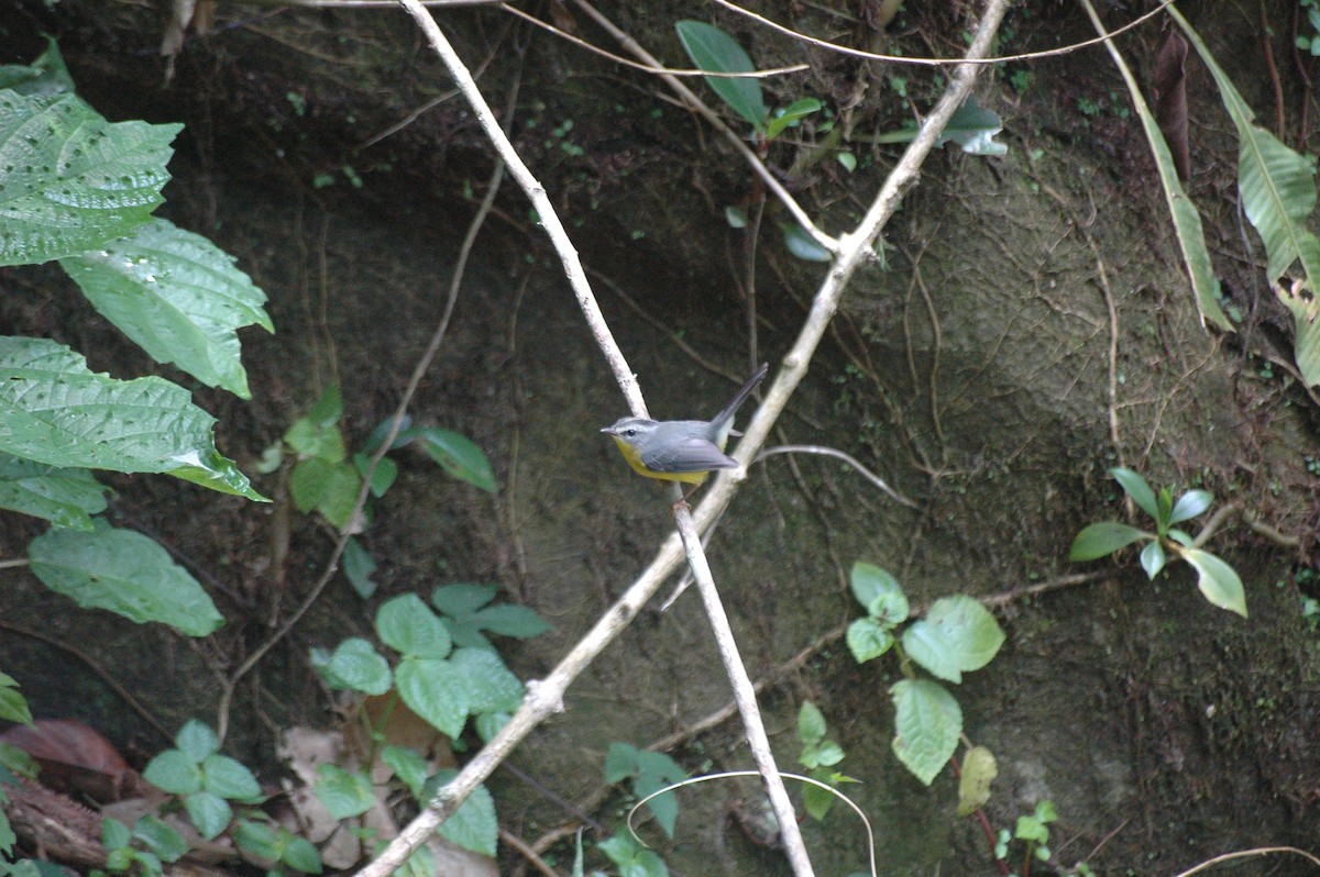 Golden-crowned Warbler - ML287012771