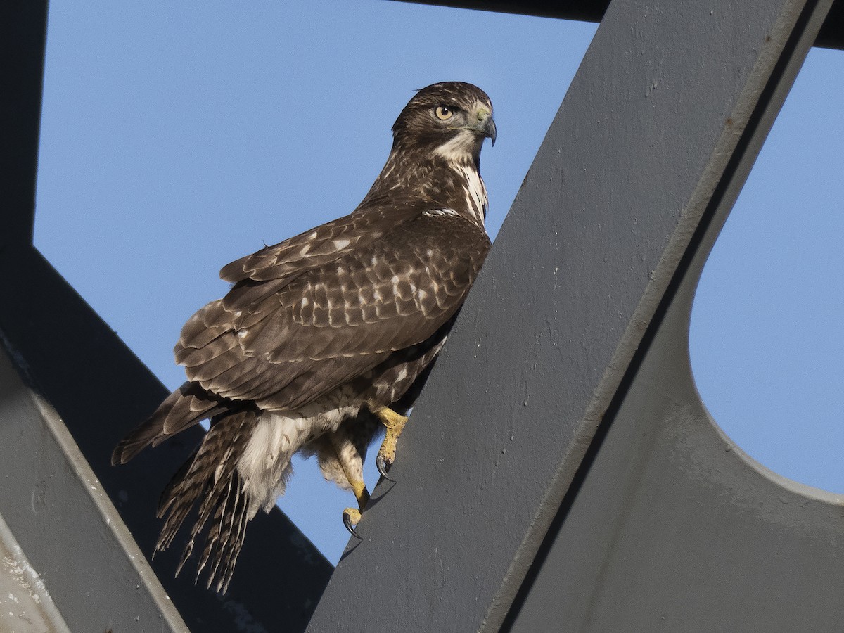 Red-tailed Hawk - ML287012961
