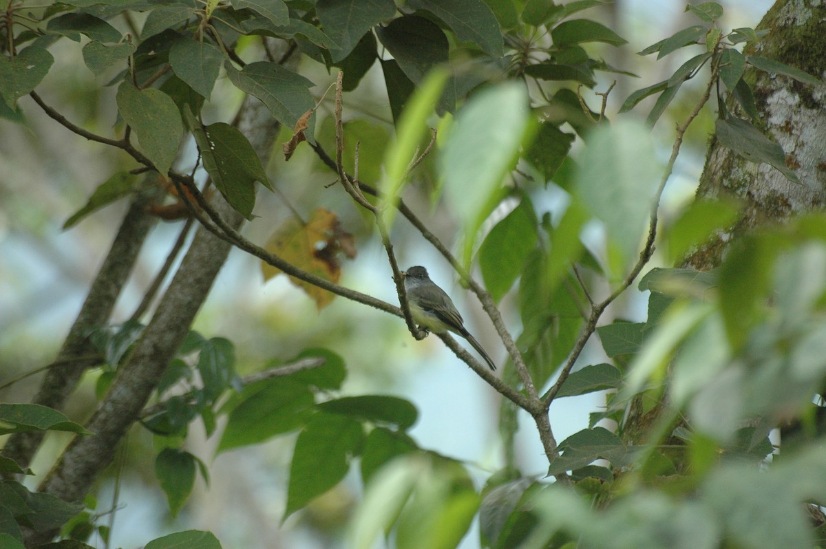 Dusky-capped Flycatcher - ML287013031