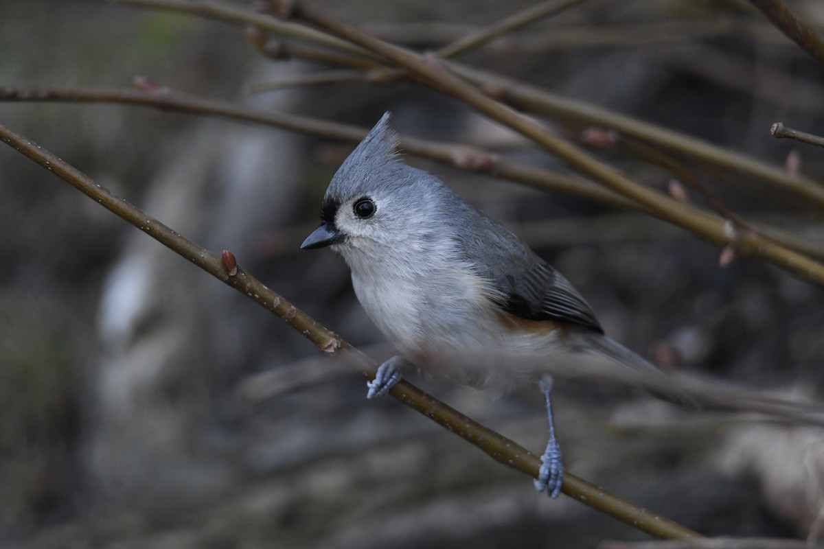 Tufted Titmouse - ML287013481