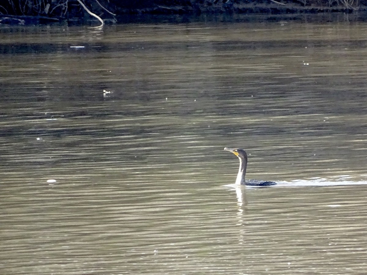 Double-crested Cormorant - ML287014421