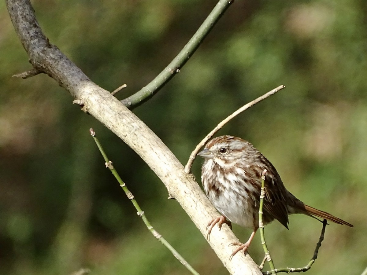 Song Sparrow - ML287014761