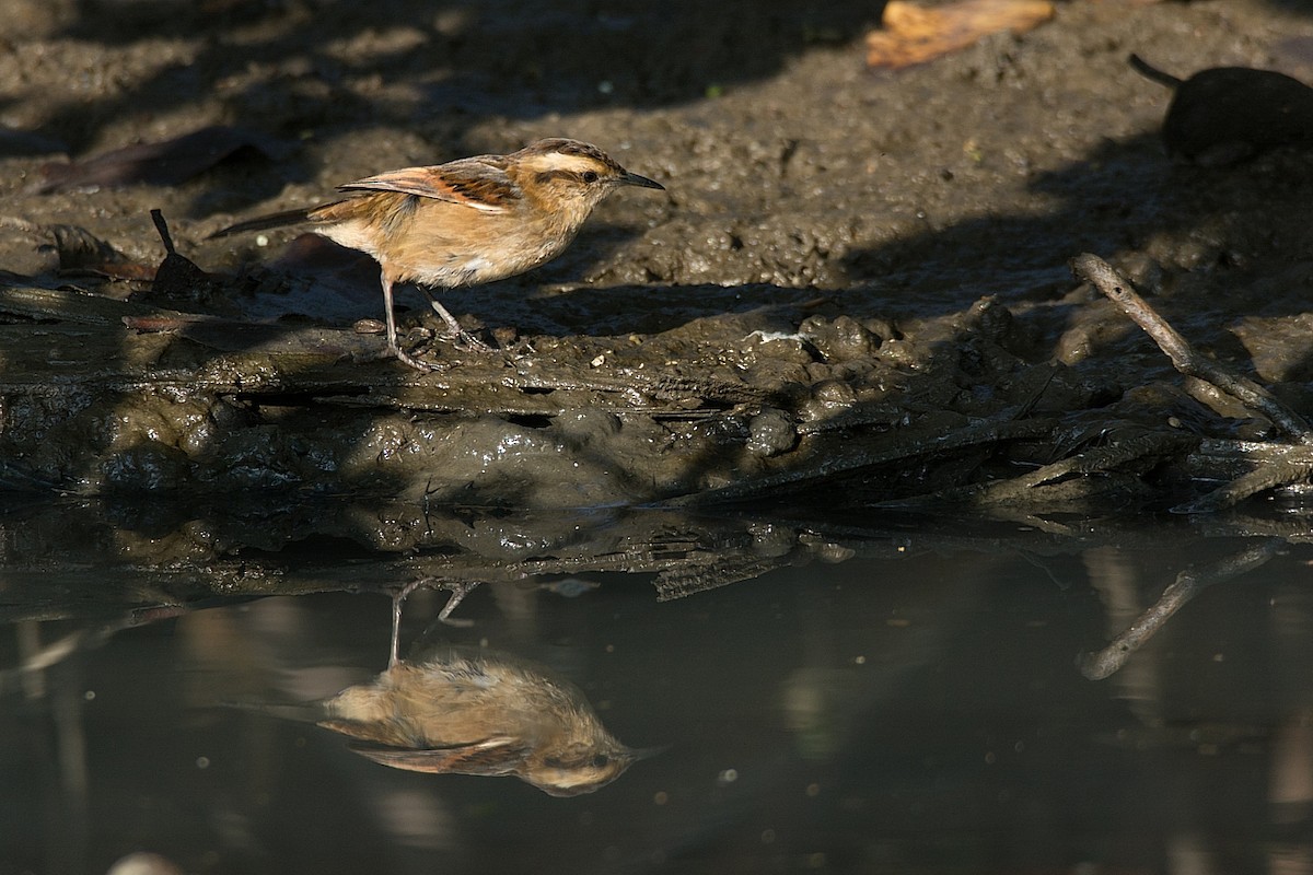 Wren-like Rushbird - ML287015181