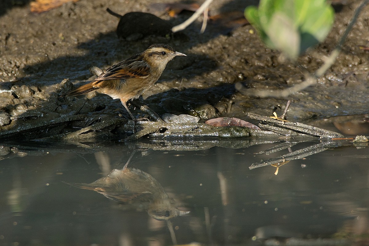 Wren-like Rushbird - ML287015191