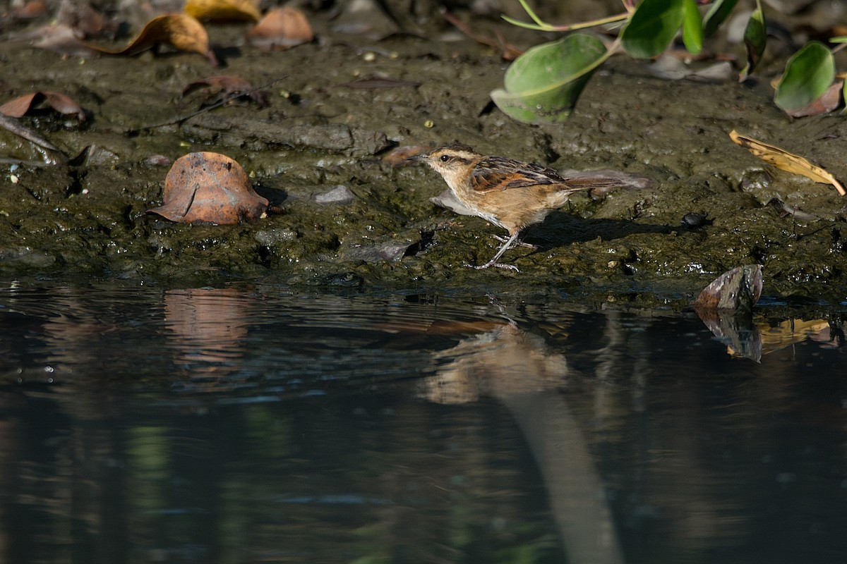 Wren-like Rushbird - ML287015201