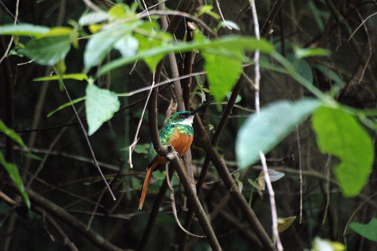 Rufous-tailed Jacamar - ML287016011