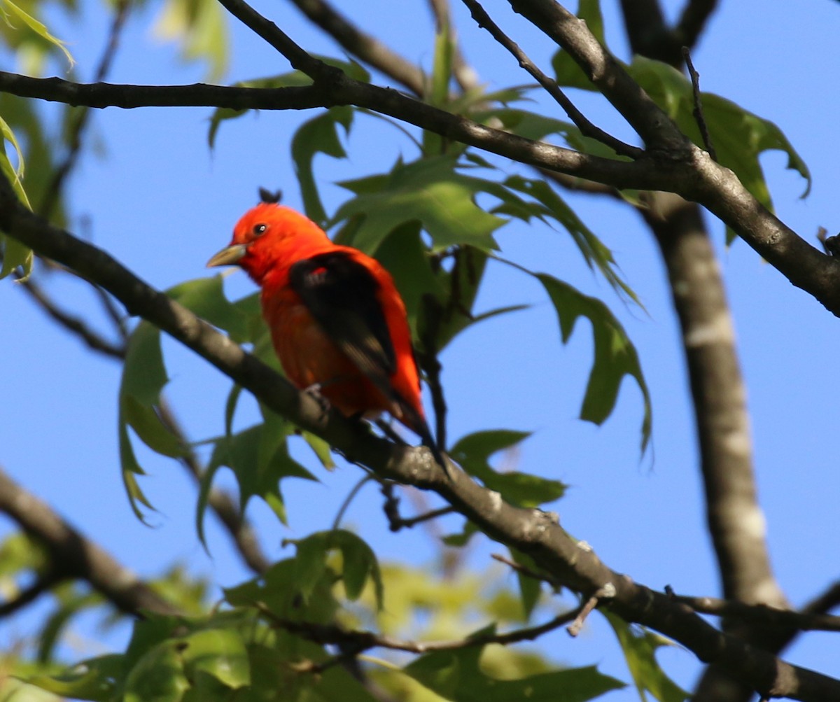 Scarlet Tanager - ML28701671
