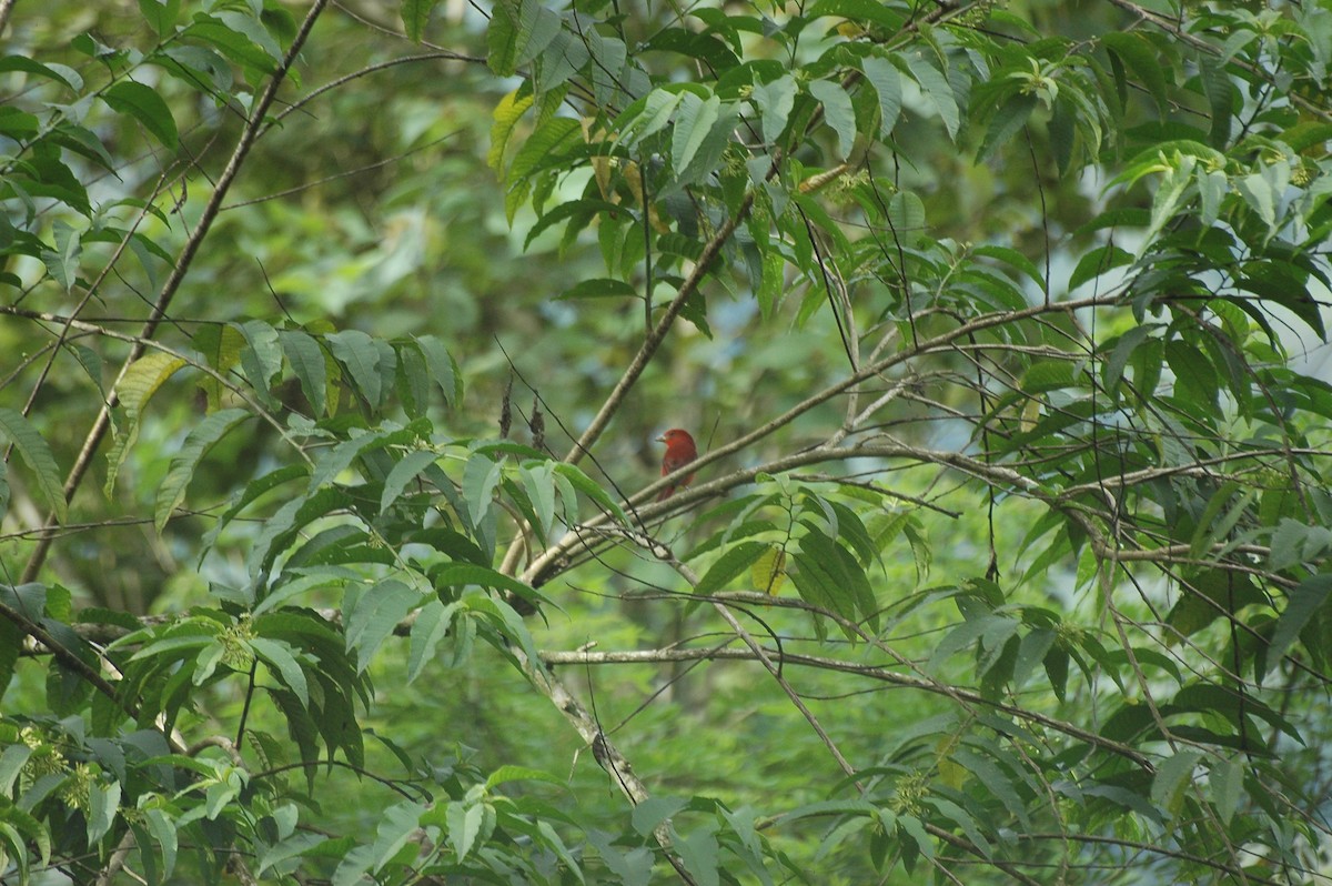 Hepatic Tanager - ML287017071