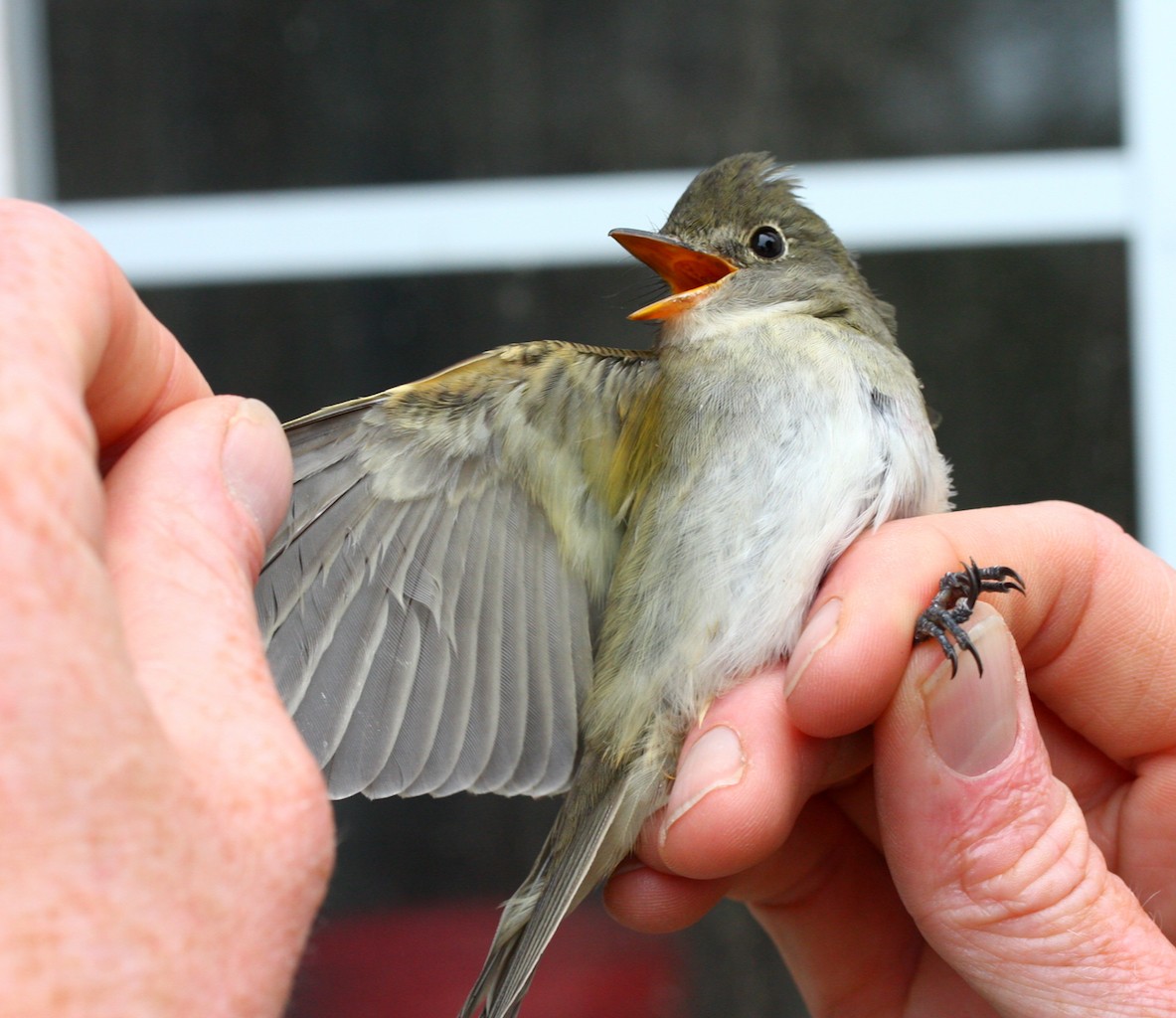 Alder/Willow Flycatcher (Traill's Flycatcher) - Matt Brady