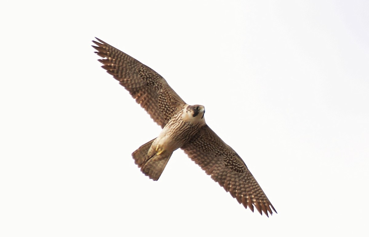 Peregrine Falcon - Monica Siebert