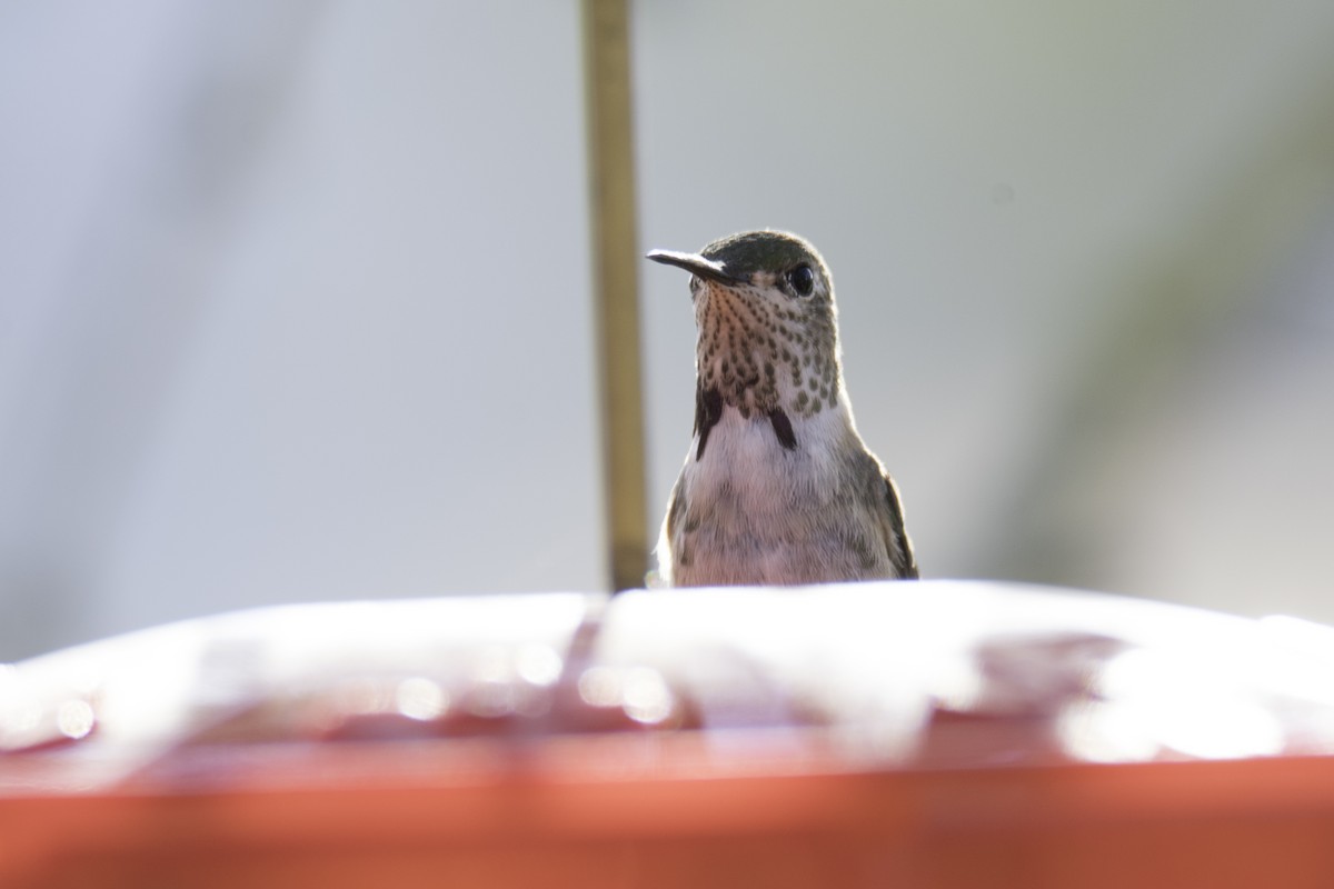 Calliope Hummingbird - ML287017341