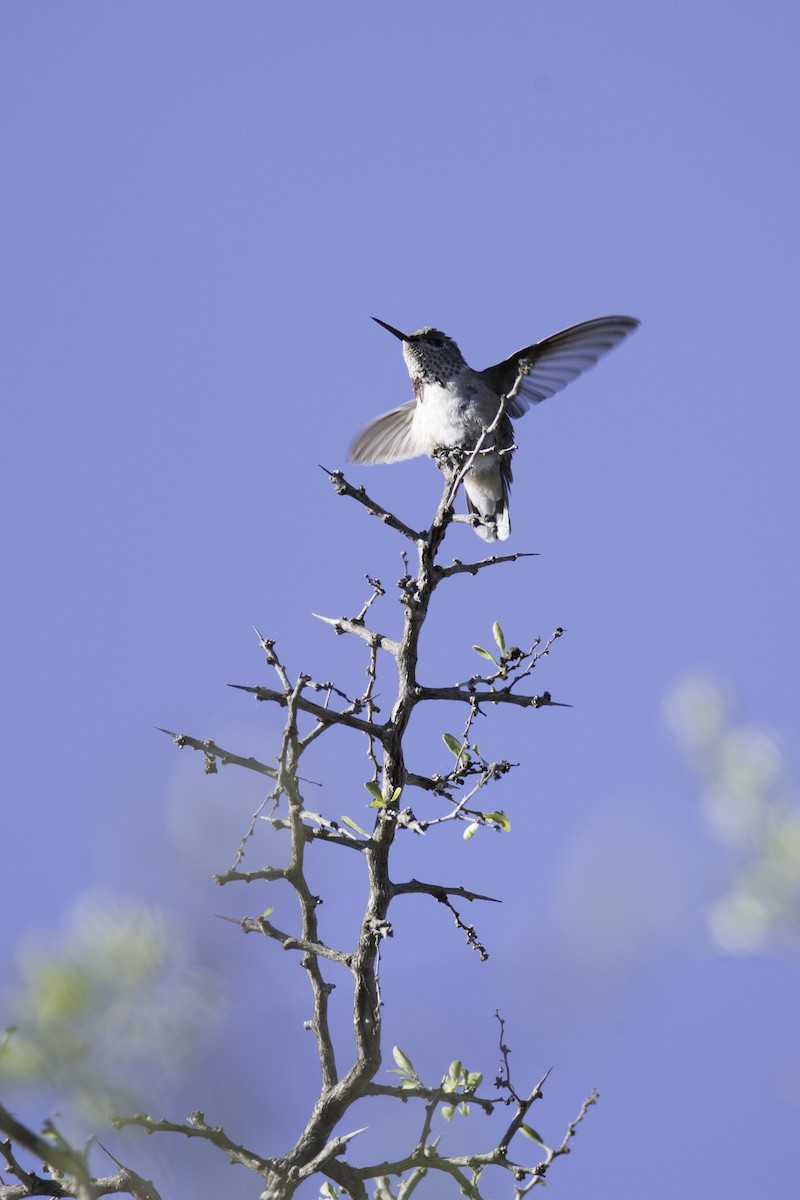 Calliope Hummingbird - ML287017351