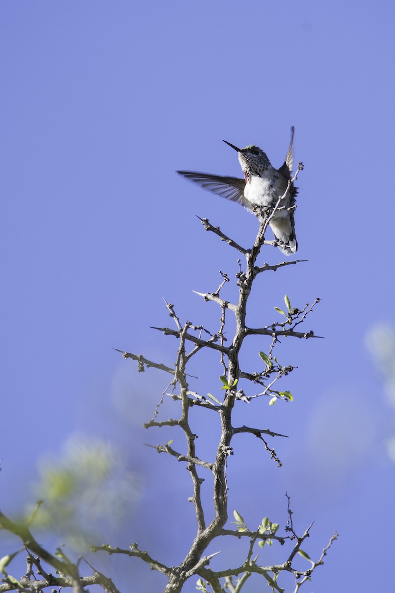 Calliope Hummingbird - ML287017361