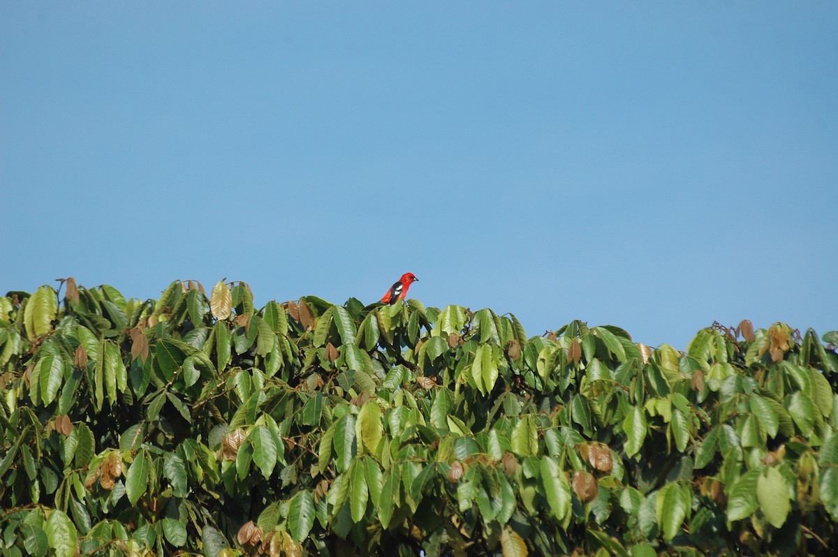 White-winged Tanager - ML287017511