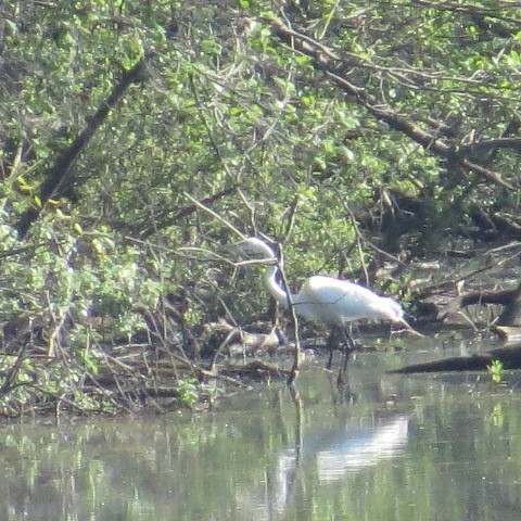 Great Egret - ML28701801