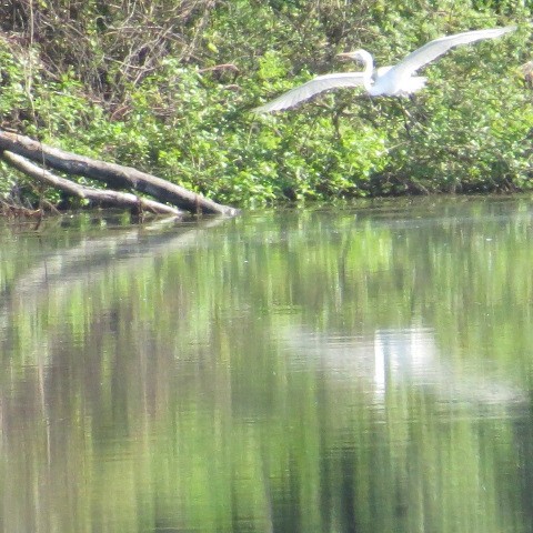 Great Egret - ML28701831