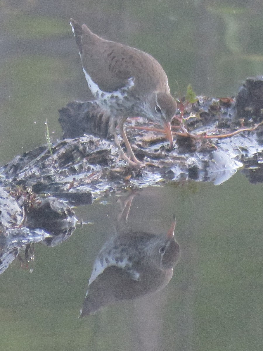 Spotted Sandpiper - ML28701861