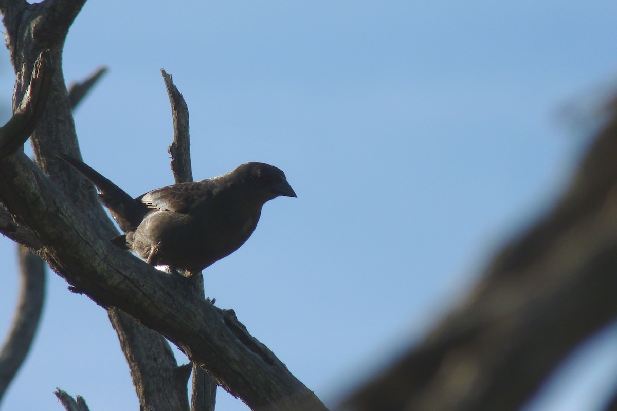 Bronzed Cowbird - ML28701931