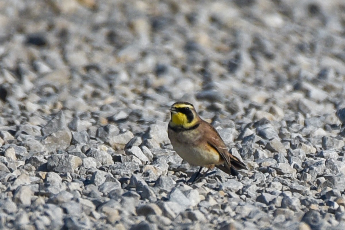 Horned Lark - ML287019311