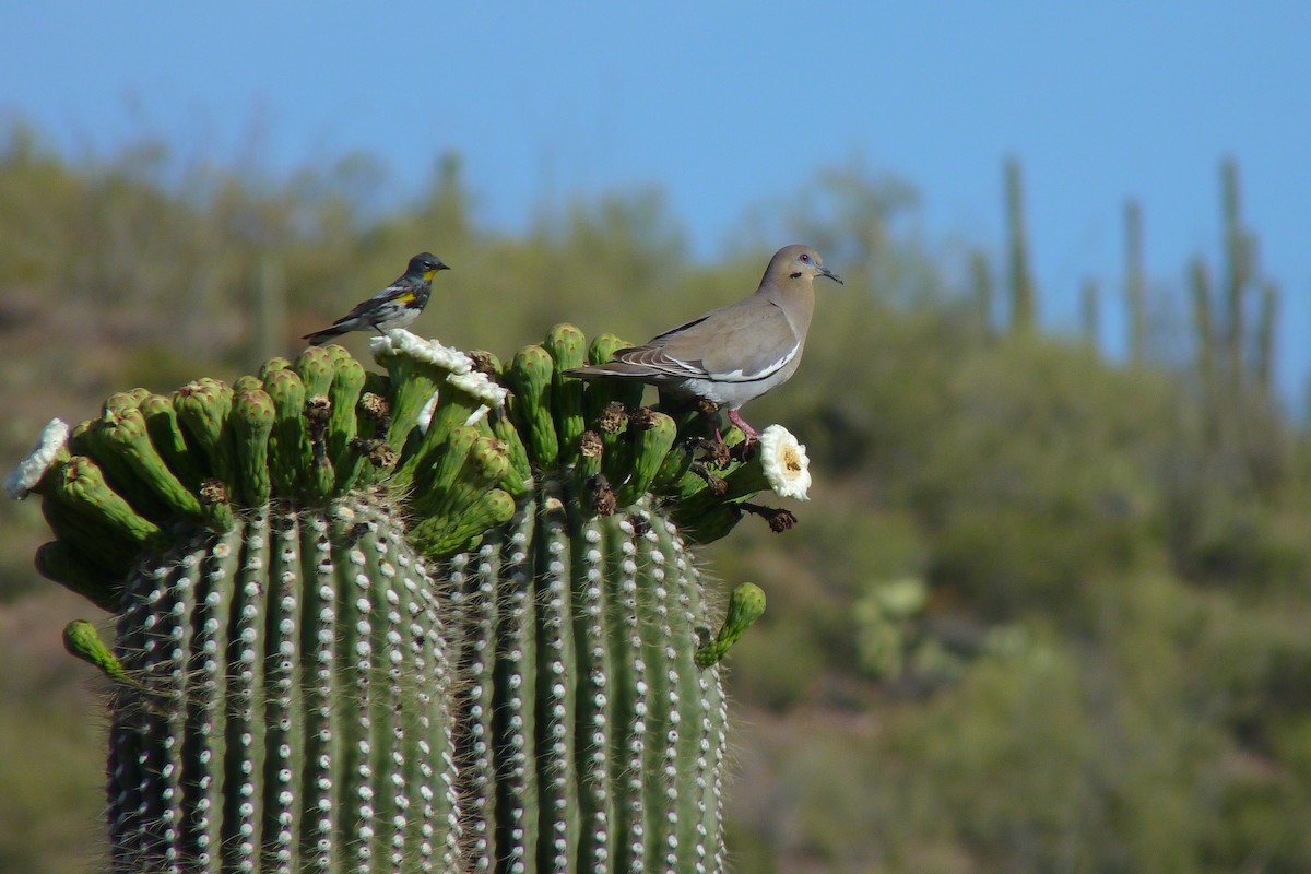 White-winged Dove - Sean Fitzgerald