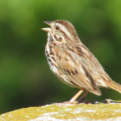 Song Sparrow - valerie heemstra