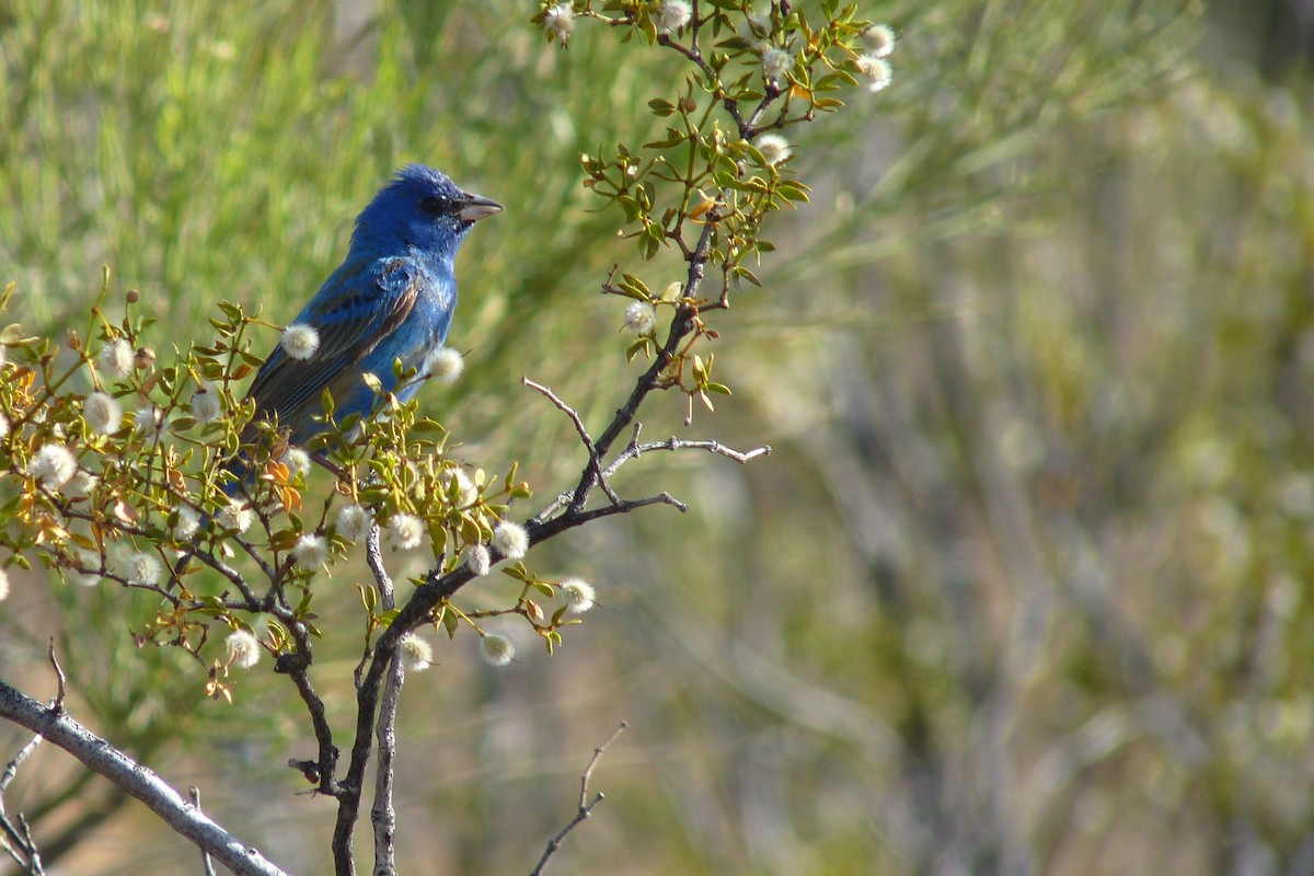 Indigo Bunting - ML28702001