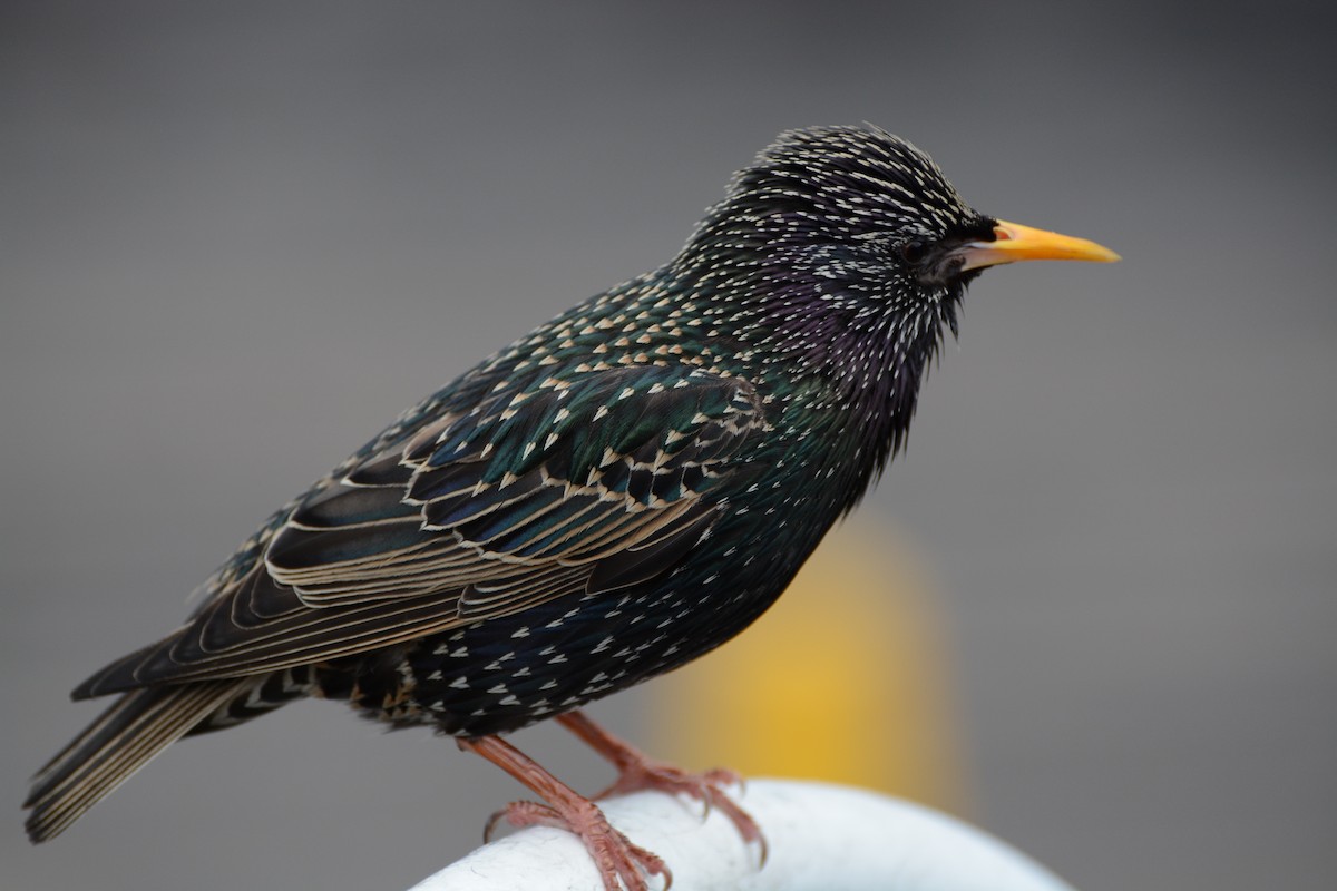 European Starling - Joshua Brown