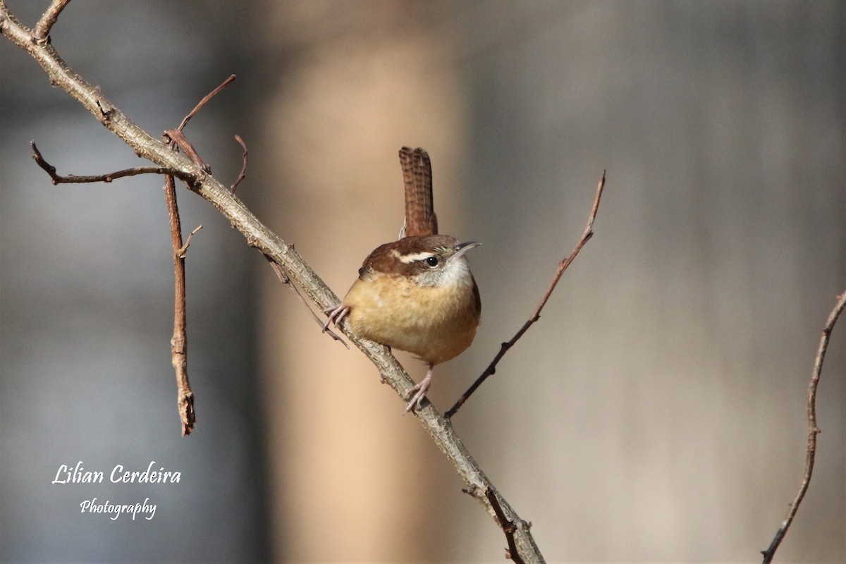 Carolina Wren - Lilian Cerdeira