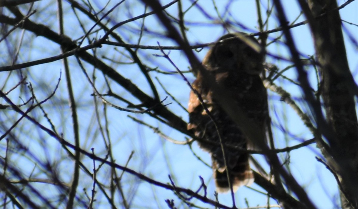 Barred Owl - ML287022001