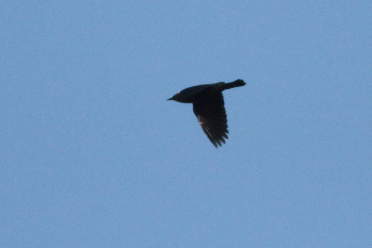 Rusty Blackbird - ML287023161