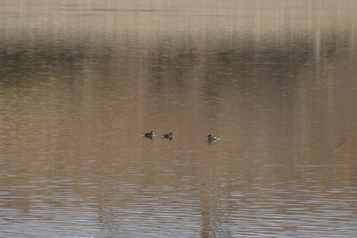 Ruddy Duck - ML287023541