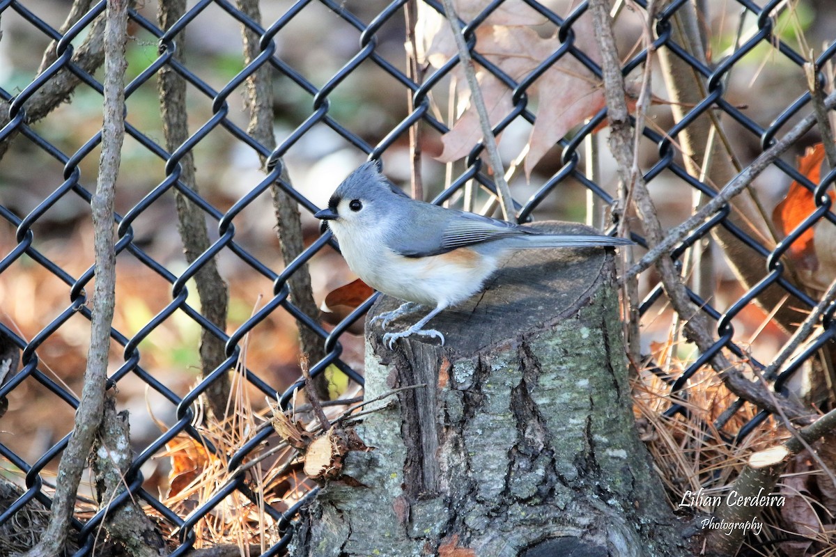 Tufted Titmouse - ML287024901