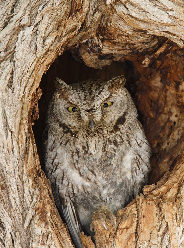 Western Screech-Owl - Gary Woods