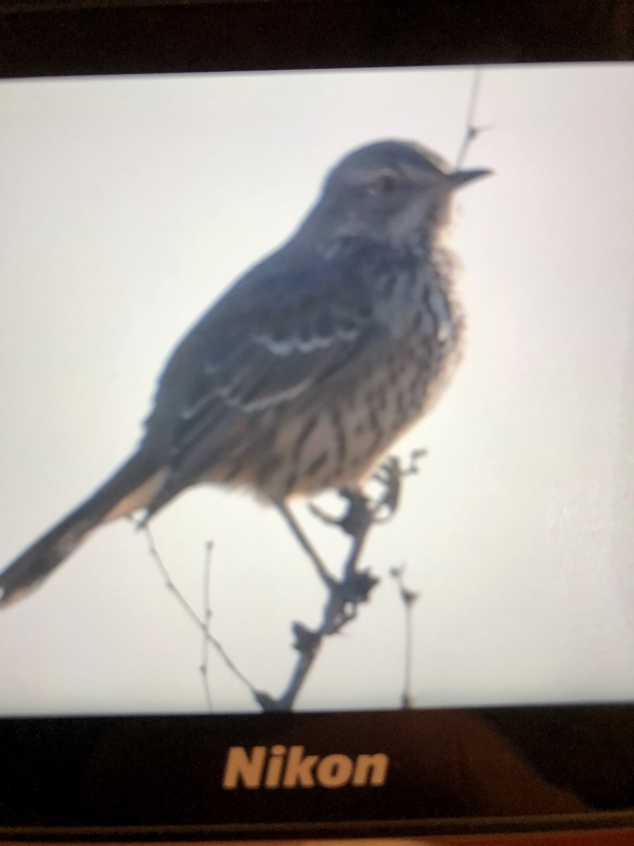 Sage Thrasher - ML287026241