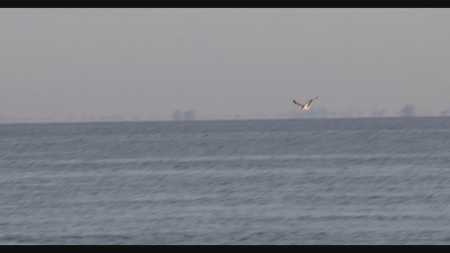 Northern Gannet - ML287029971