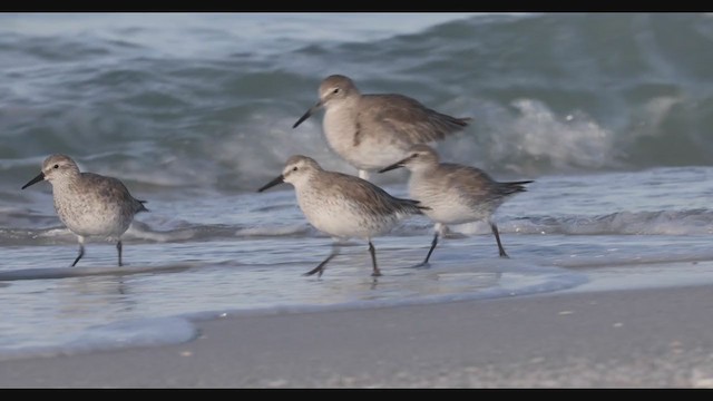 Red Knot - ML287030281