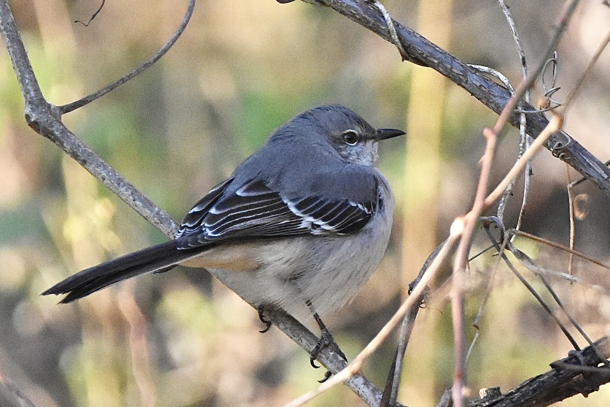 Northern Mockingbird - Julien Amsellem