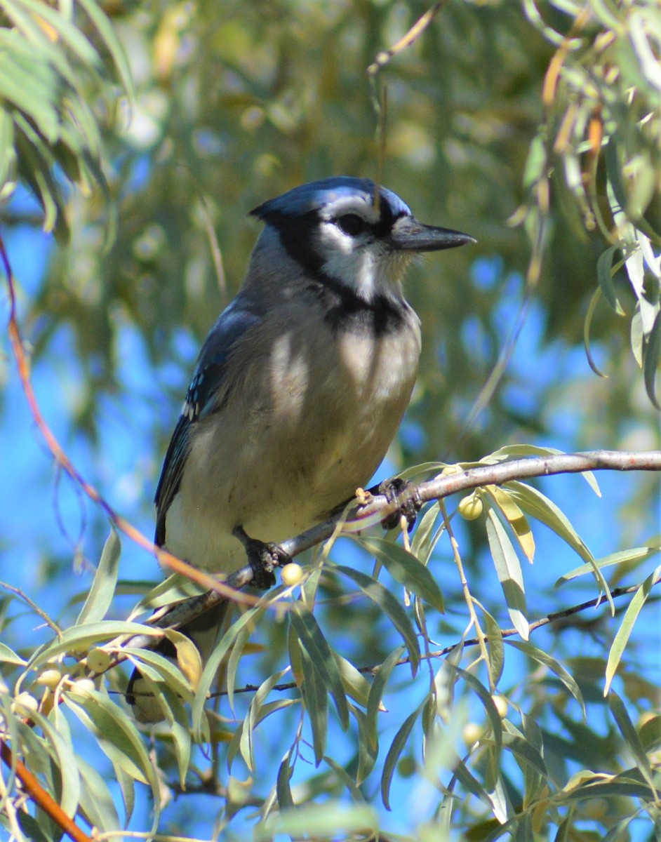 Blue Jay - ML287031351