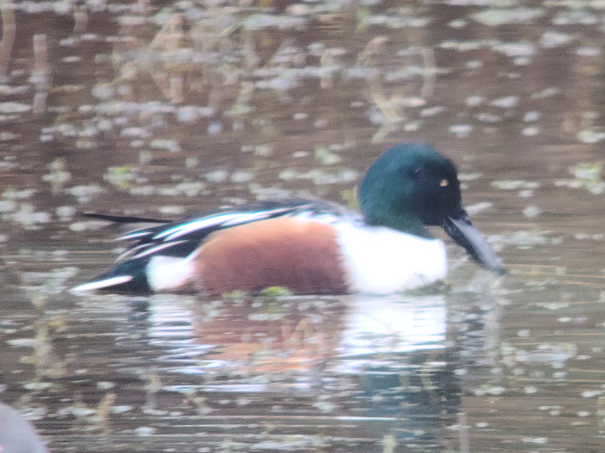 Northern Shoveler - ML287031571