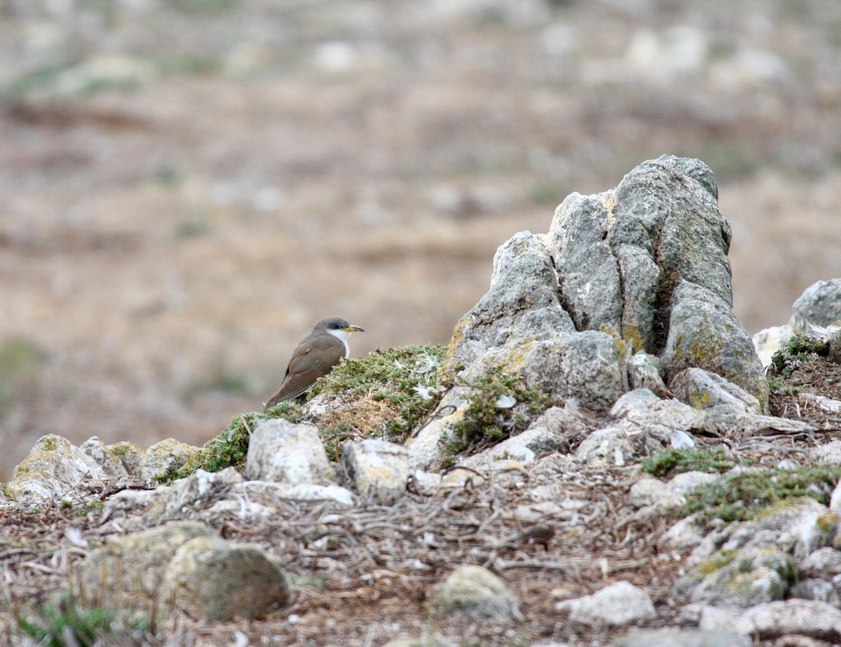 Cuclillo Piquigualdo - ML287032671