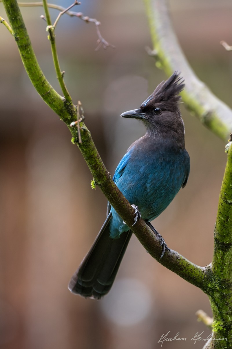 Steller's Jay - ML28703651