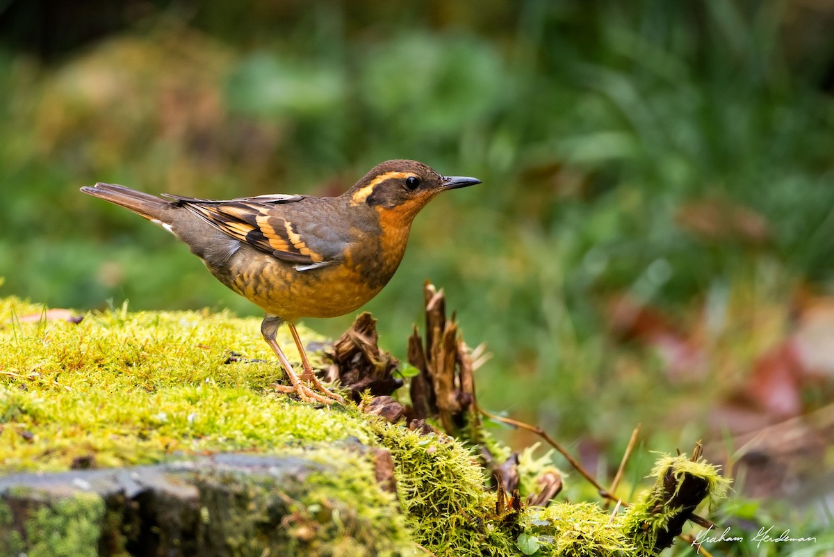 Varied Thrush - ML28703691