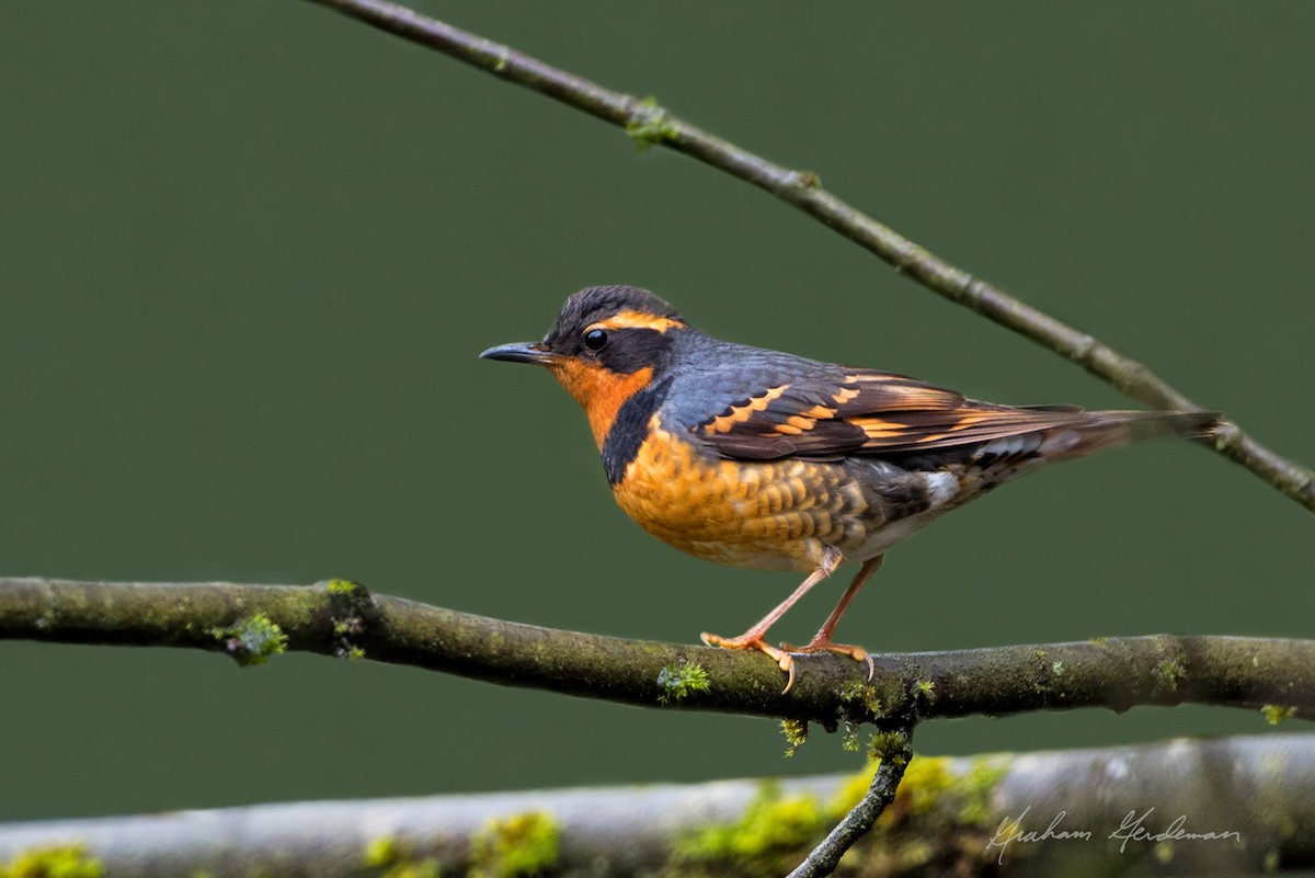 Varied Thrush - Graham Gerdeman