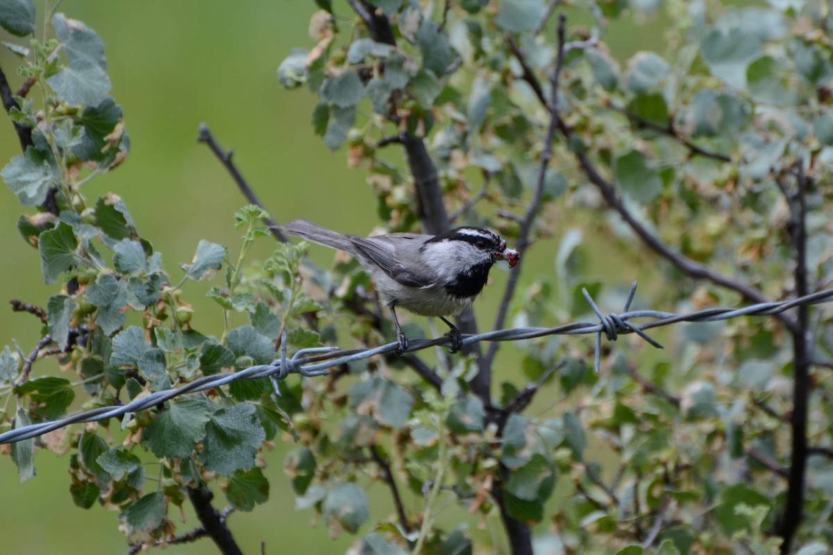 Mountain Chickadee - ML287039221