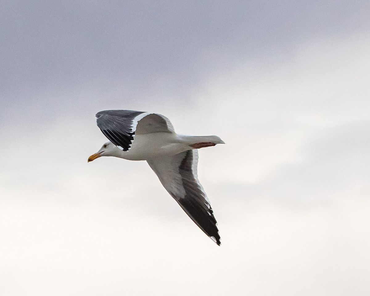 Western Gull - ML287040251