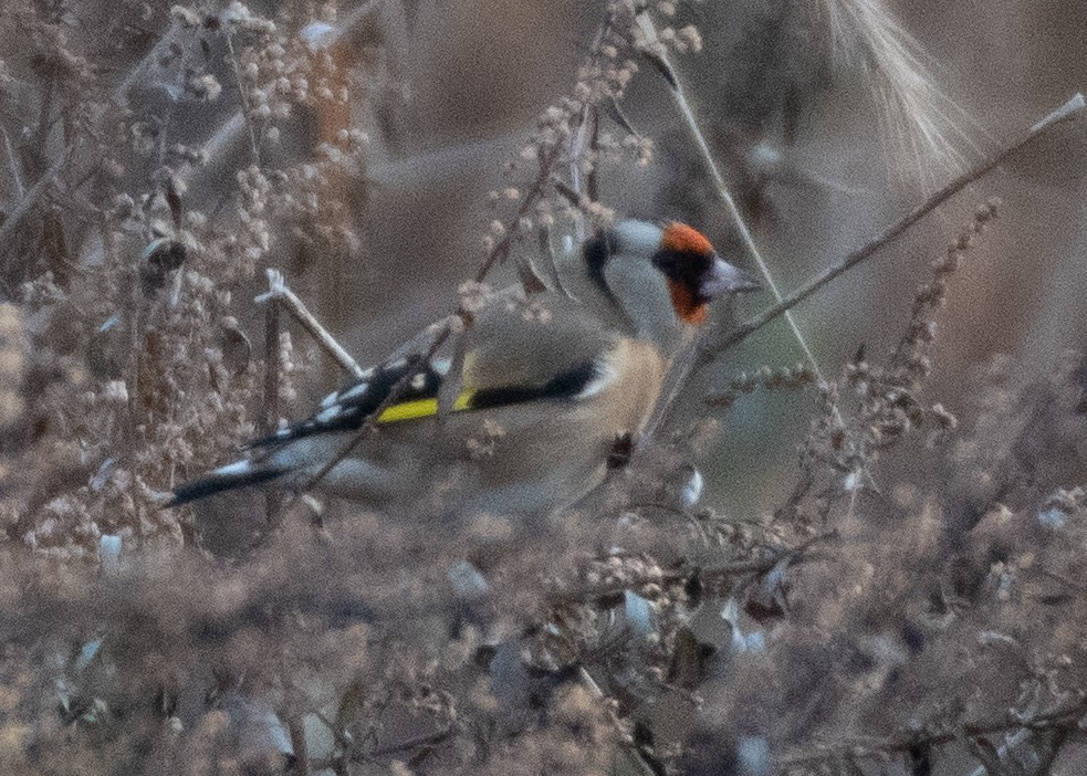 European Goldfinch - ML287042021